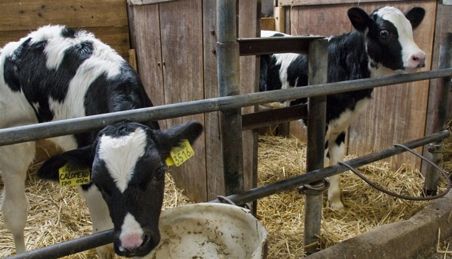 Bericht 132 Brabantse veehouders melden zich voor Lbv en Lbv-plus bekijken